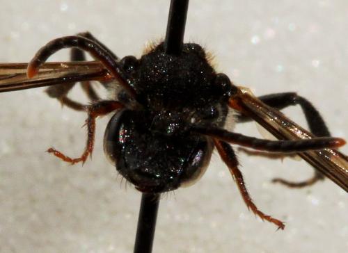 Nomada fabriciana